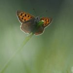 Eröffnungswanderung des Naturpark – Mit Mainova-Aktions-Station und Mittags-Imbiss von der Taunus Sparkasse Aktuell