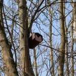 Artenvielfalt erhalten: Stadt Hofheim montiert Vogelnisthöhlen am Schwarzbach Aktuell